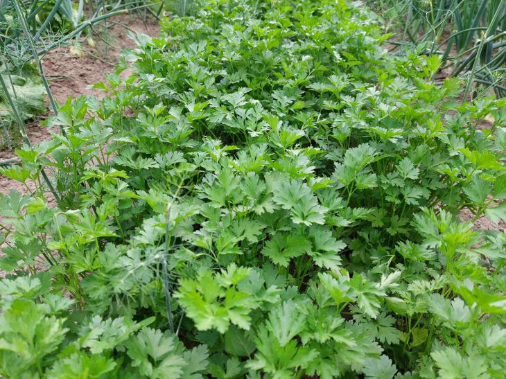 Verdes en el jardín