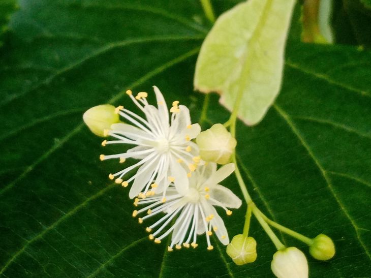 Linden Flower