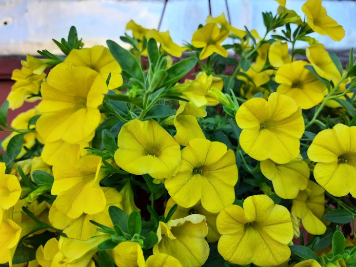 nasturtium