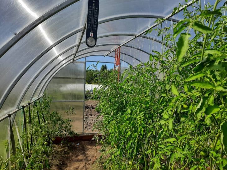 Greenhouse, vegetables