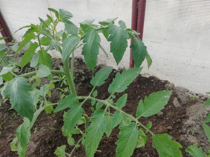 Tomatoes Greenhouse