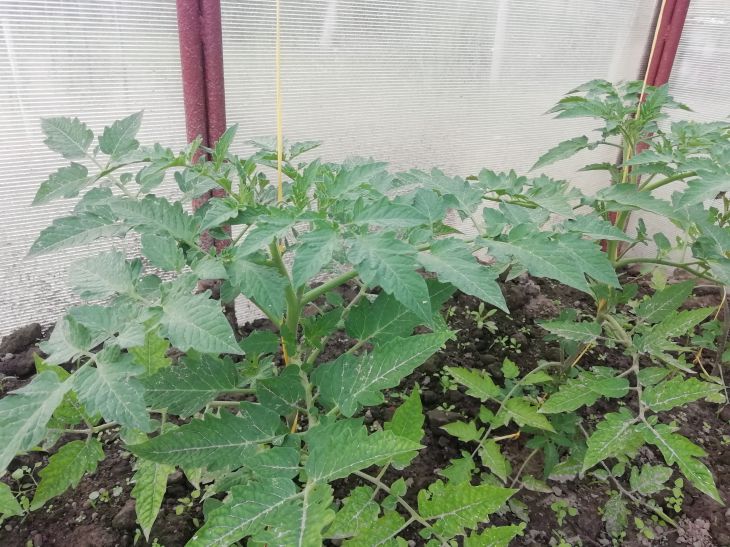 Tomatoes Greenhouse