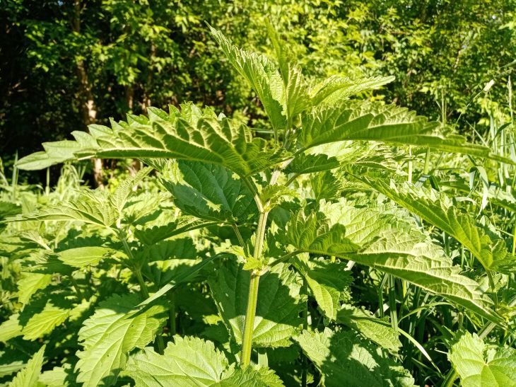 mauvaises herbes