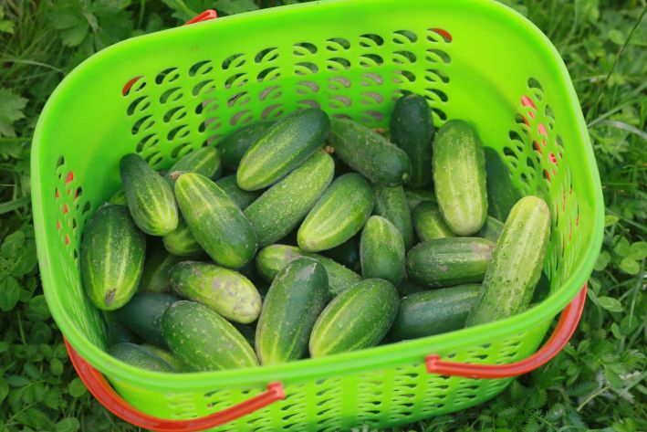 Cucumbers