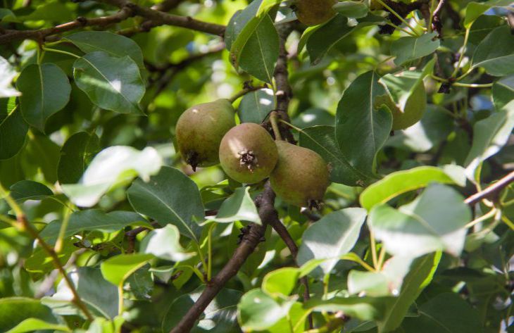 poire