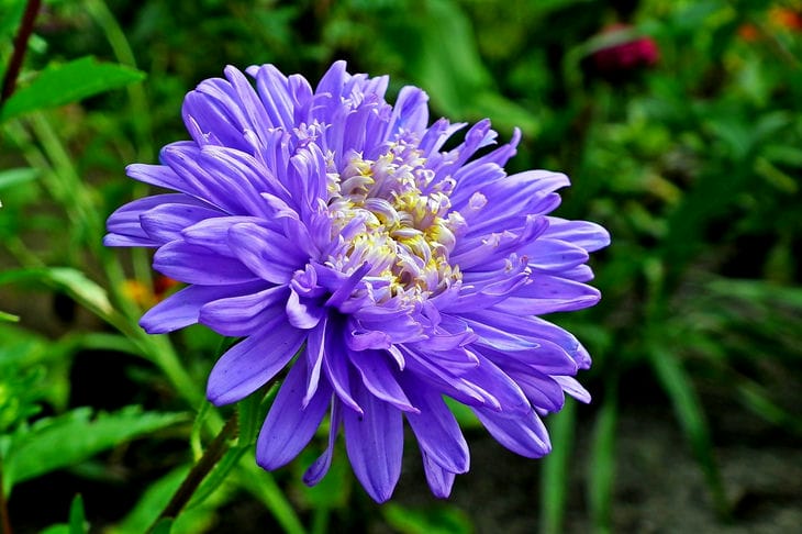 Aster