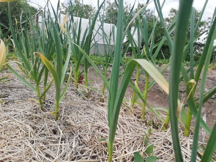 Garlic, vegetable garden