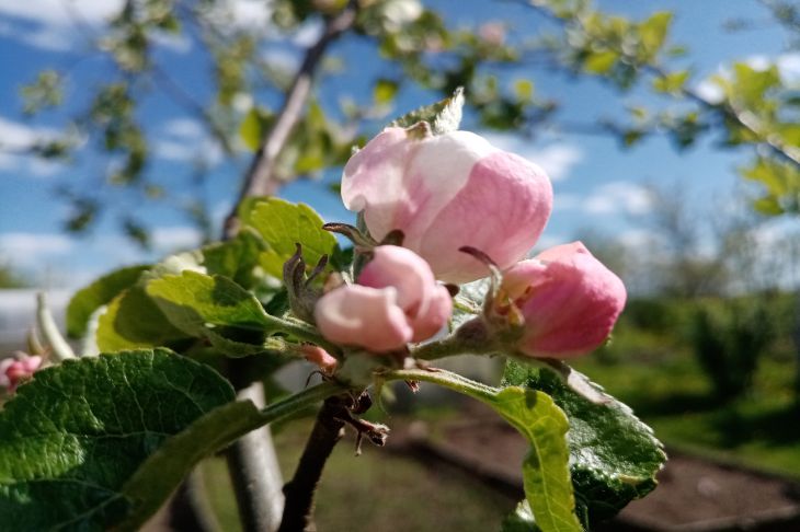 Apple tree