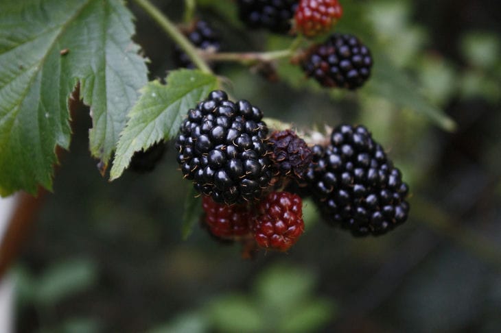 Blackberry