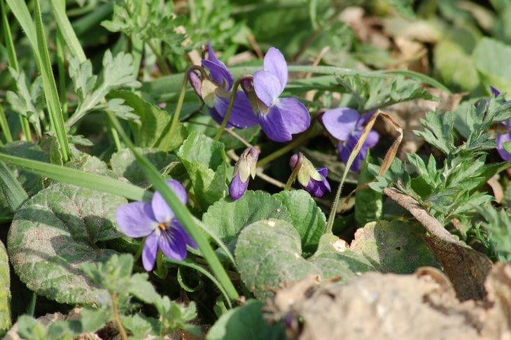 Violets