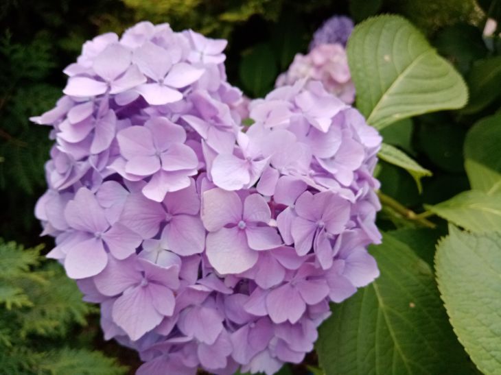 Hortensia