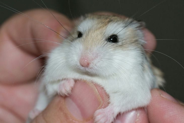 Hamster à la main