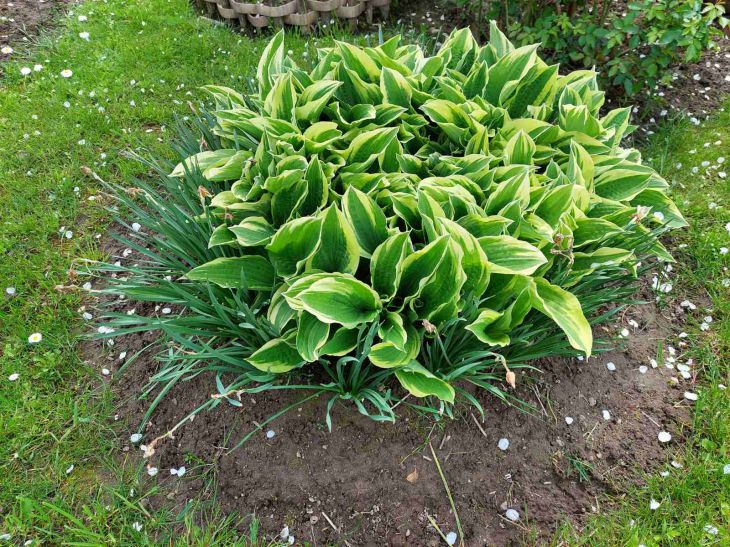 Hosta