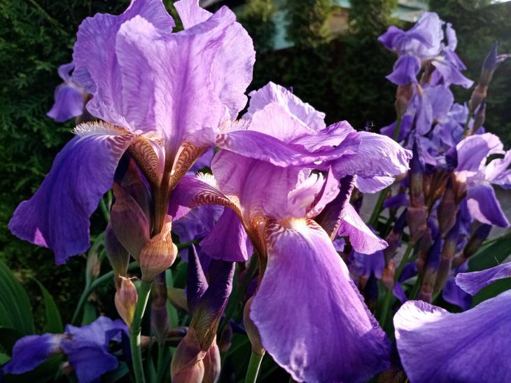 Irises