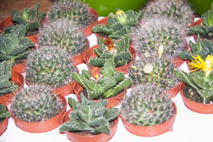 Plantes, cactus