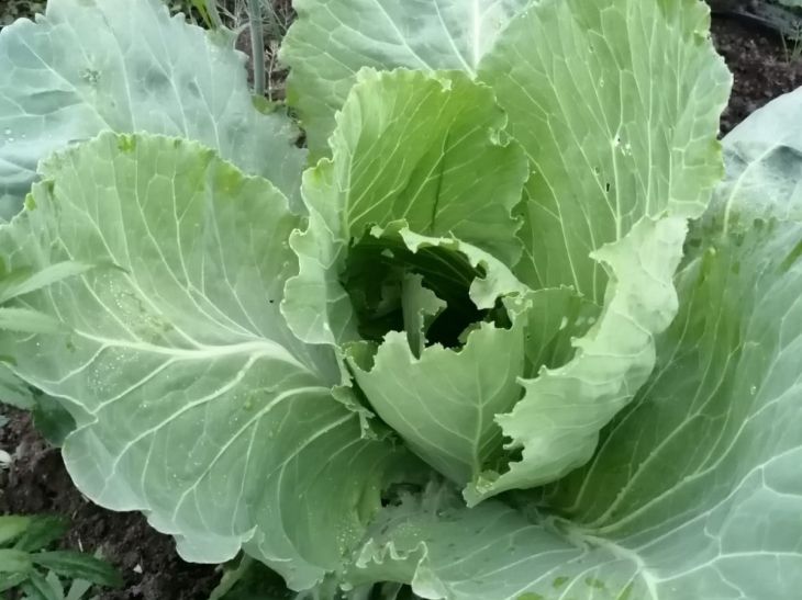 Cabbage