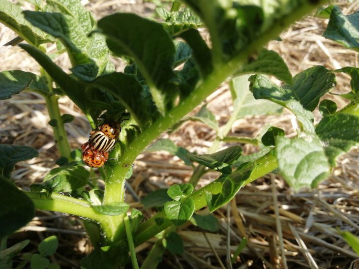 Potatoes, beetles