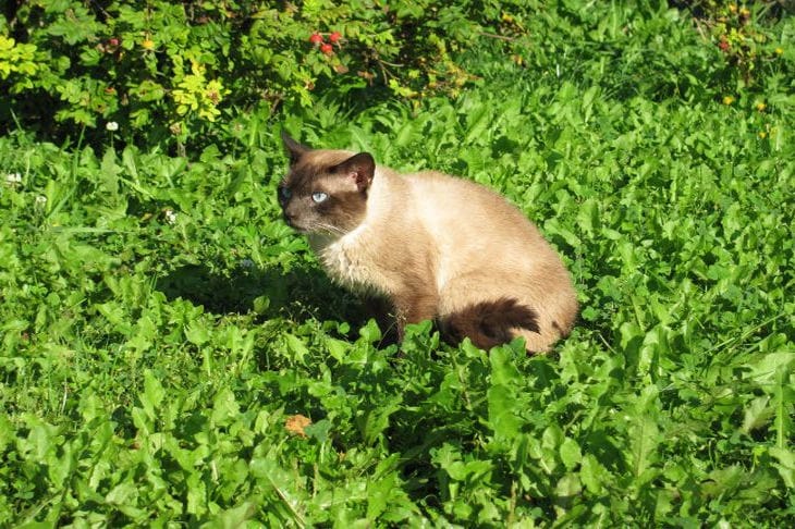 Chat dans l'herbe