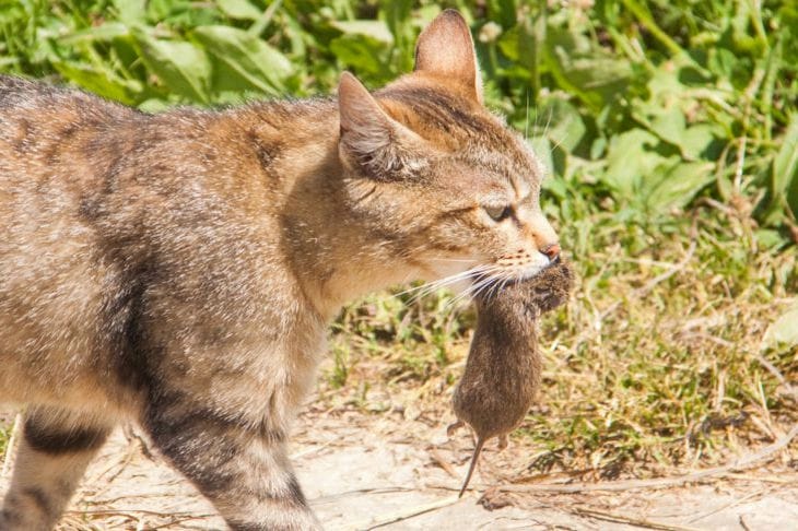 gato y raton