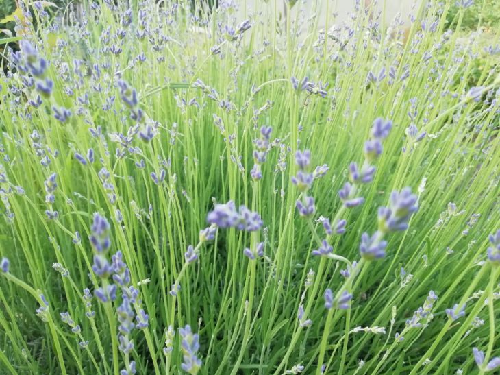 Lavanda