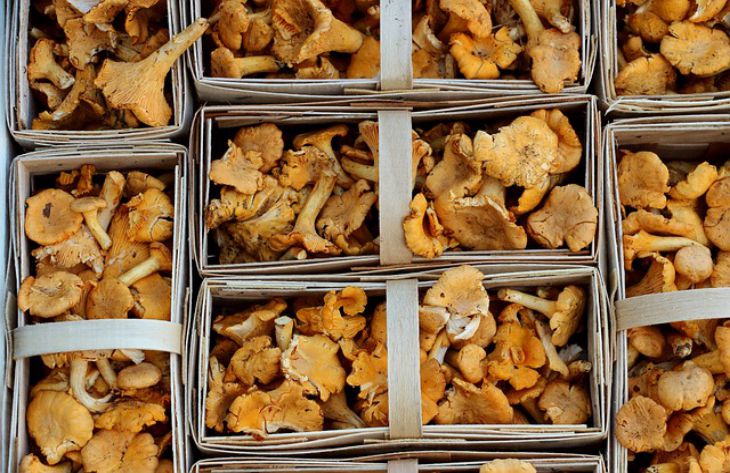 girolles