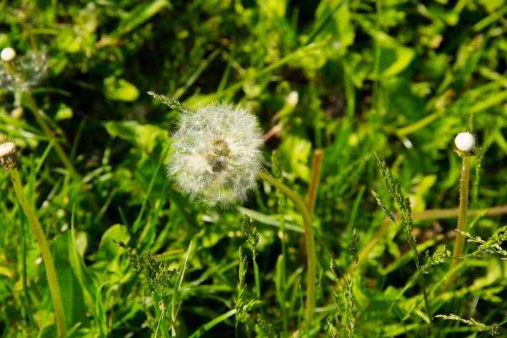 Dandelion