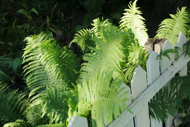 Fern behind the fence