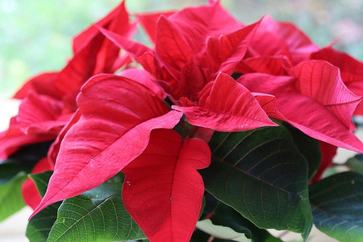 Poinsettia