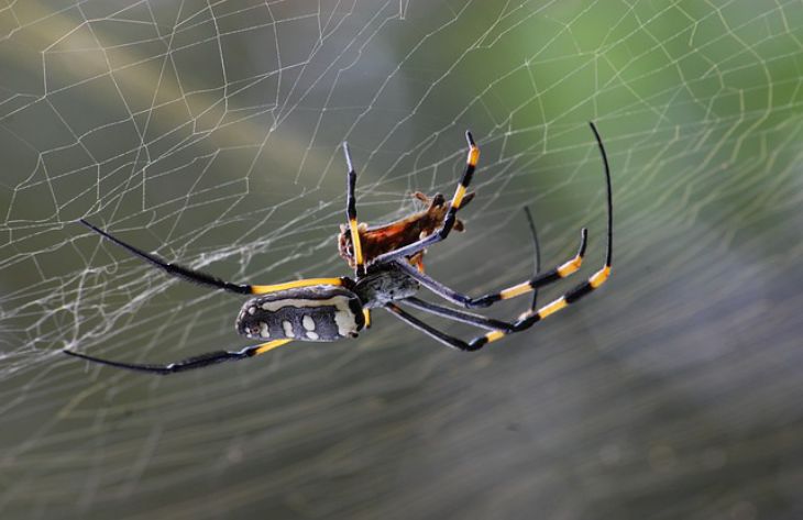 araña