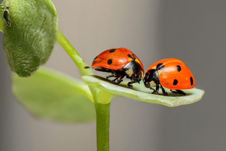 coccinelle