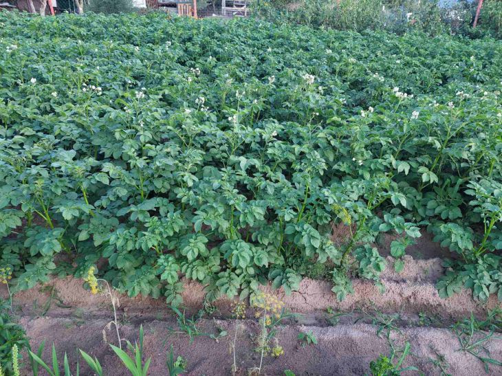 Potatoes Vegetable Garden