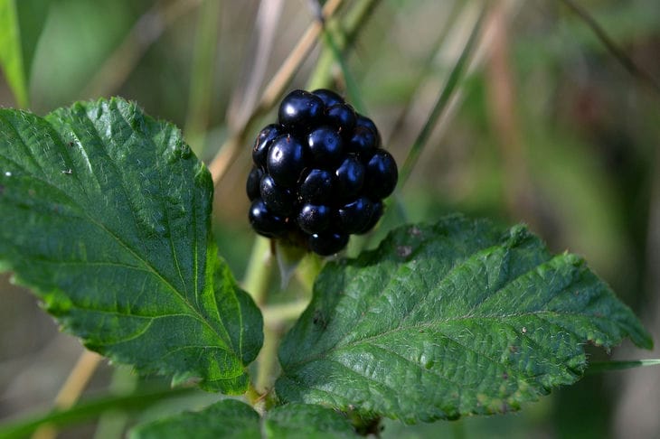 Blackberry