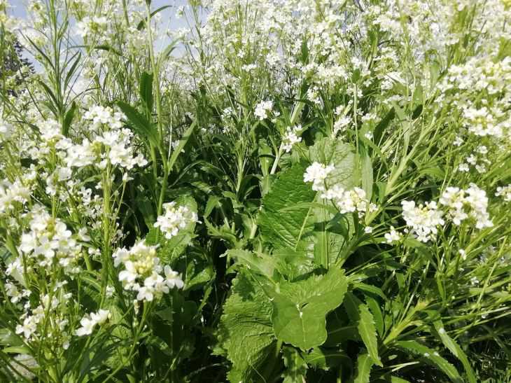 horseradish