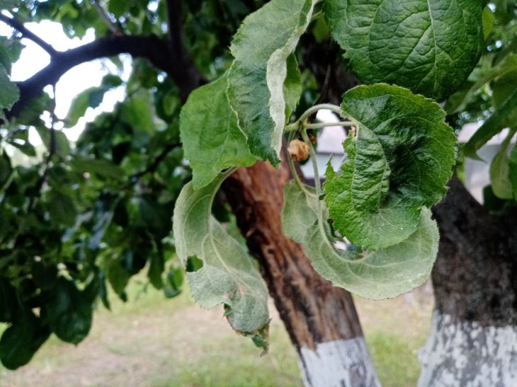 manzana