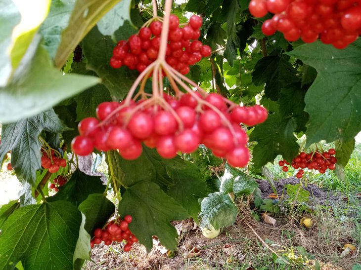 Viburnum