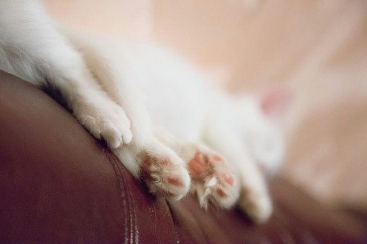 Cat paws