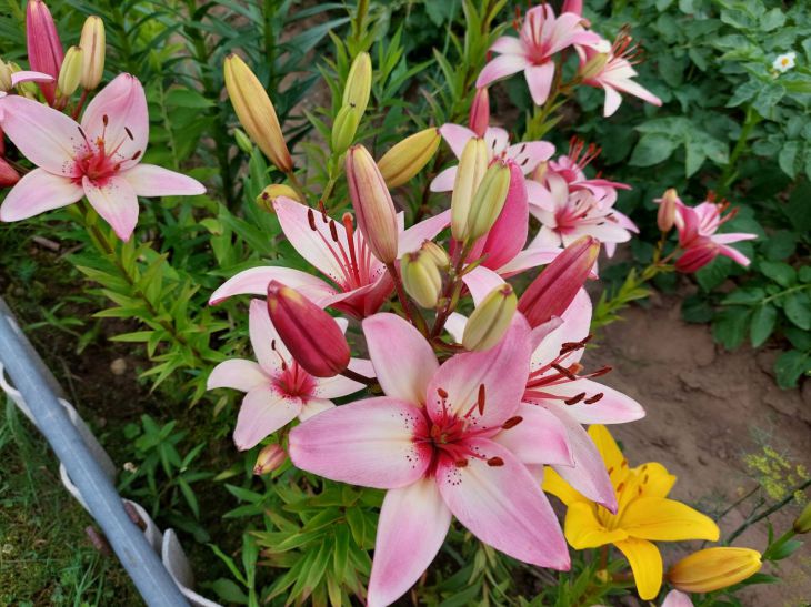 Lilies