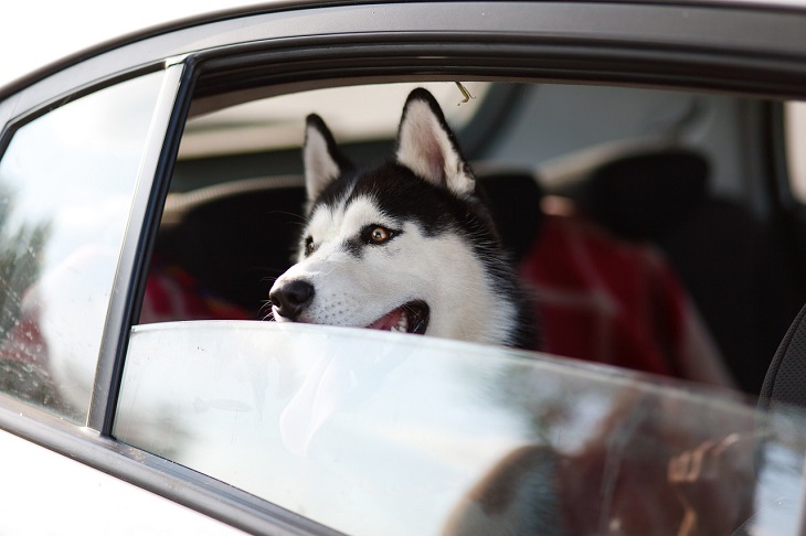 coche, perro