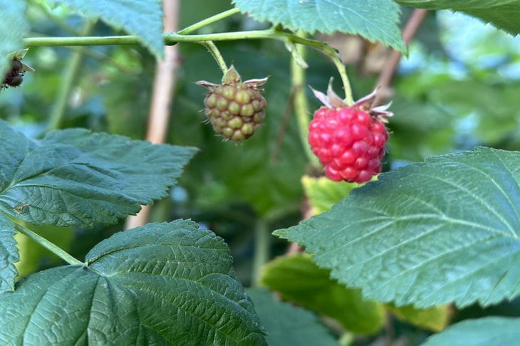 Framboise