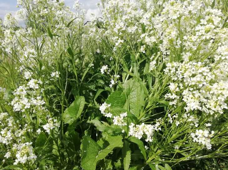 horseradish