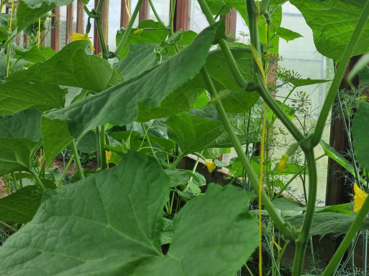 Cucumbers