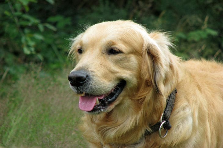 perro perdiguero de oro