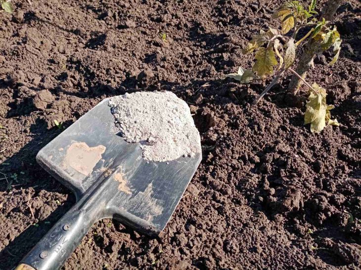 Zola on a shovel