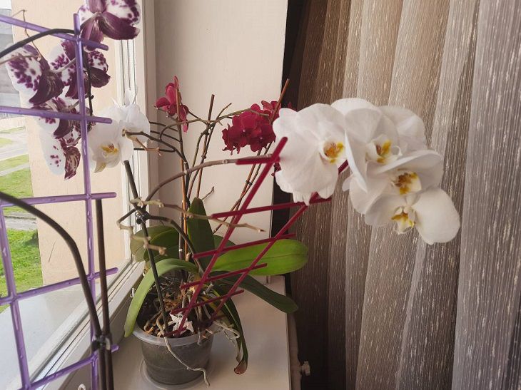 Orchidee