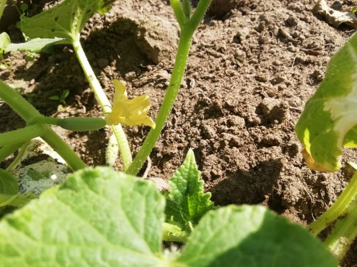 cucumbers