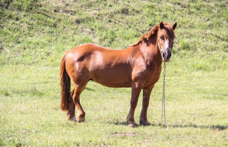 caballo