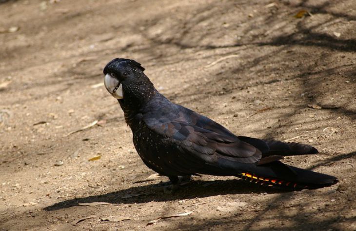 cockatoo