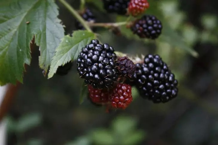 Blackberries, berries