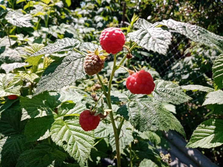 framboise