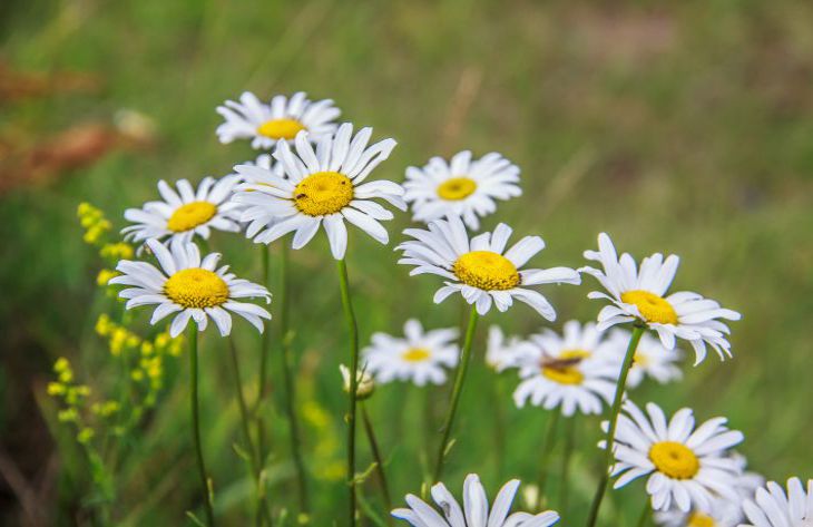 flowers